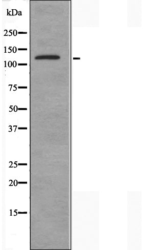 DF3824 staining HeLa cells by IF/ICC. The sample were fixed with PFA and permeabilized in 0.1% Triton X-100,then blocked in 10% serum for 45 minutes at 25¡ãC. The primary antibody was diluted at 1/200 and incubated with the sample for 1 hour at 37¡ãC. An  Alexa Fluor 594 conjugated goat anti-rabbit IgG (H+L) antibody(Cat.# S0006), diluted at 1/600, was used as secondary antibod