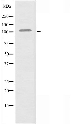 Western blot analysis of extracts from 293 cells using BCLAF1 antibody.