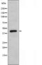 DF3831 staining NIH-3T3 by IF/ICC. The sample were fixed with PFA and permeabilized in 0.1% Triton X-100,then blocked in 10% serum for 45 minutes at 25¡ãC. The primary antibody was diluted at 1/200 and incubated with the sample for 1 hour at 37¡ãC. An  Alexa Fluor 594 conjugated goat anti-rabbit IgG (H+L) Ab, diluted at 1/600, was used as the secondary antibod
