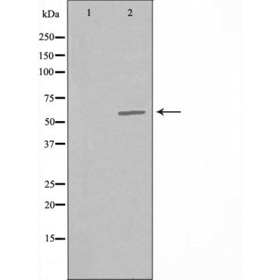 DF3838 staining HeLa by IF/ICC. The sample were fixed with PFA and permeabilized in 0.1% Triton X-100,then blocked in 10% serum for 45 minutes at 25¡ãC. The primary antibody was diluted at 1/200 and incubated with the sample for 1 hour at 37¡ãC. An  Alexa Fluor 594 conjugated goat anti-rabbit IgG (H+L) Ab, diluted at 1/600, was used as the secondary antibod