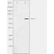 DF3842 staining NIH-3T3 by IF/ICC. The sample were fixed with PFA and permeabilized in 0.1% Triton X-100,then blocked in 10% serum for 45 minutes at 25¡ãC. The primary antibody was diluted at 1/200 and incubated with the sample for 1 hour at 37¡ãC. An  Alexa Fluor 594 conjugated goat anti-rabbit IgG (H+L) Ab, diluted at 1/600, was used as the secondary antibod