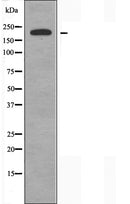 DF3859 staining HepG2 by IF/ICC. The sample were fixed with PFA and permeabilized in 0.1% Triton X-100,then blocked in 10% serum for 45 minutes at 25¡ãC. The primary antibody was diluted at 1/200 and incubated with the sample for 1 hour at 37¡ãC. An  Alexa Fluor 594 conjugated goat anti-rabbit IgG (H+L) Ab, diluted at 1/600, was used as the secondary antibod