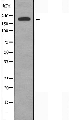 DF3859 staining HepG2 by IF/ICC. The sample were fixed with PFA and permeabilized in 0.1% Triton X-100,then blocked in 10% serum for 45 minutes at 25¡ãC. The primary antibody was diluted at 1/200 and incubated with the sample for 1 hour at 37¡ãC. An  Alexa Fluor 594 conjugated goat anti-rabbit IgG (H+L) Ab, diluted at 1/600, was used as the secondary antibod
