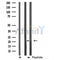 DF3864 staining HeLa by IF/ICC. The sample were fixed with PFA and permeabilized in 0.1% Triton X-100,then blocked in 10% serum for 45 minutes at 25¡ãC. The primary antibody was diluted at 1/200 and incubated with the sample for 1 hour at 37¡ãC. An  Alexa Fluor 594 conjugated goat anti-rabbit IgG (H+L) Ab, diluted at 1/600, was used as the secondary antibod