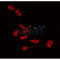 Western blot analysis of extracts from 293t, using ARPP21 Antibody. The lane on the left was treated with blocking peptide.