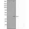 Western blot analysis on HeLa cell lysate using Neuro D Antibody.The lane on the left is treated with the antigen-specific peptide.