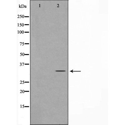 Western blot analysis on HeLa cell lysate using Neuro D Antibody.The lane on the left is treated with the antigen-specific peptide.