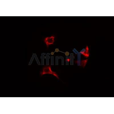 DF3878 staining Hela by IF/ICC. The sample were fixed with PFA and permeabilized in 0.1% Triton X-100,then blocked in 10% serum for 45 minutes at 25¡ãC. The primary antibody was diluted at 1/200 and incubated with the sample for 1 hour at 37¡ãC. An  Alexa Fluor 594 conjugated goat anti-rabbit IgG (H+L) Ab, diluted at 1/600, was used as the secondary antibod