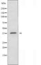 DF3889 staining HuvEc cells by IF/ICC. The sample were fixed with PFA and permeabilized in 0.1% Triton X-100,then blocked in 10% serum for 45 minutes at 25¡ãC. The primary antibody was diluted at 1/200 and incubated with the sample for 1 hour at 37¡ãC. An  Alexa Fluor 594 conjugated goat anti-rabbit IgG (H+L) antibody(Cat.# S0006), diluted at 1/600, was used as secondary antibod