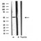 DF3896 staining 293 by IF/ICC. The sample were fixed with PFA and permeabilized in 0.1% Triton X-100,then blocked in 10% serum for 45 minutes at 25¡ãC. The primary antibody was diluted at 1/200 and incubated with the sample for 1 hour at 37¡ãC. An  Alexa Fluor 594 conjugated goat anti-rabbit IgG (H+L) Ab, diluted at 1/600, was used as the secondary antibod