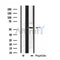 DF3901 staining HeLa by IF/ICC. The sample were fixed with PFA and permeabilized in 0.1% Triton X-100,then blocked in 10% serum for 45 minutes at 25¡ãC. The primary antibody was diluted at 1/200 and incubated with the sample for 1 hour at 37¡ãC. An  Alexa Fluor 594 conjugated goat anti-rabbit IgG (H+L) Ab, diluted at 1/600, was used as the secondary antibod