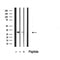 DF3902 at 1/100 staining Mouse spleen tissue by IHC-P. The sample was formaldehyde fixed and a heat mediated antigen retrieval step in citrate buffer was performed. The sample was then blocked and incubated with the antibody for 1.5 hours at 22¡ãC. An HRP conjugated goat anti-rabbit antibody was used as the secondary