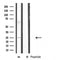 Western blot analysis of extracts from various samples, using BORG2 Antibody.
 Lane 1: 293 treated with blocking peptide.
 Lane 2: 293;
 Lane 3: hela;
 
