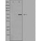 DF3921 staining NIH-3T3 cells by IF/ICC. The sample were fixed with PFA and permeabilized in 0.1% Triton X-100,then blocked in 10% serum for 45 minutes at 25¡ãC. The primary antibody was diluted at 1/200 and incubated with the sample for 1 hour at 37¡ãC. An  Alexa Fluor 594 conjugated goat anti-rabbit IgG (H+L) antibody(Cat.