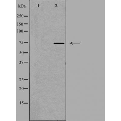 DF3921 staining NIH-3T3 cells by IF/ICC. The sample were fixed with PFA and permeabilized in 0.1% Triton X-100,then blocked in 10% serum for 45 minutes at 25¡ãC. The primary antibody was diluted at 1/200 and incubated with the sample for 1 hour at 37¡ãC. An  Alexa Fluor 594 conjugated goat anti-rabbit IgG (H+L) antibody(Cat.