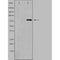 DF3929 staining HepG2 by IF/ICC. The sample were fixed with PFA and permeabilized in 0.1% Triton X-100,then blocked in 10% serum for 45 minutes at 25¡ãC. The primary antibody was diluted at 1/200 and incubated with the sample for 1 hour at 37¡ãC. An  Alexa Fluor 594 conjugated goat anti-rabbit IgG (H+L) Ab, diluted at 1/600, was used as the secondary antibod