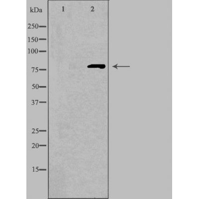 DF3929 staining HepG2 by IF/ICC. The sample were fixed with PFA and permeabilized in 0.1% Triton X-100,then blocked in 10% serum for 45 minutes at 25¡ãC. The primary antibody was diluted at 1/200 and incubated with the sample for 1 hour at 37¡ãC. An  Alexa Fluor 594 conjugated goat anti-rabbit IgG (H+L) Ab, diluted at 1/600, was used as the secondary antibod