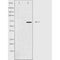DF3957 staining NIH-3T3 cells by IF/ICC. The sample were fixed with PFA and permeabilized in 0.1% Triton X-100,then blocked in 10% serum for 45 minutes at 25¡ãC. The primary antibody was diluted at 1/200 and incubated with the sample for 1 hour at 37¡ãC. An  Alexa Fluor 594 conjugated goat anti-rabbit IgG (H+L) antibody(Cat.