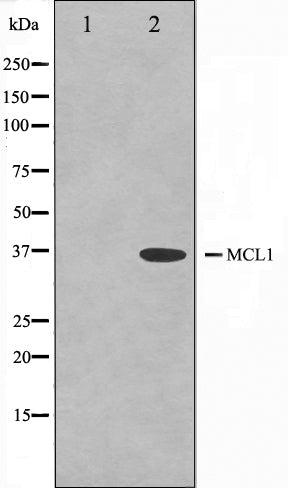 Western blot analysis on COS7 cell lysate using MCL1 Antibody. The lane on the left is treated with the antigen-specific peptide.