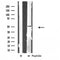 Western blot analysis of extracts from rat brain , using PRIM1 Antibody.