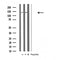 DF4001 at 1/100 staining Mouse brain tissue by IHC-P. The sample was formaldehyde fixed and a heat mediated antigen retrieval step in citrate buffer was performed. The sample was then blocked and incubated with the antibody for 1.5 hours at 22¡ãC. An HRP conjugated goat anti-rabbit antibody was used as the secondary