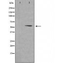 DF4002 staining  A549 cells by IF/ICC. The sample were fixed with PFA and permeabilized in 0.1% Triton X-100,then blocked in 10% serum for 45 minutes at 25¡ãC. The primary antibody was diluted at 1/200 and incubated with the sample for 1 hour at 37¡ãC. An  Alexa Fluor 594 conjugated goat anti-rabbit IgG (H+L) antibody(Cat.