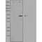 DF4042 staining Hela by IF/ICC. The sample were fixed with PFA and permeabilized in 0.1% Triton X-100,then blocked in 10% serum for 45 minutes at 25¡ãC. The primary antibody was diluted at 1/200 and incubated with the sample for 1 hour at 37¡ãC. An  Alexa Fluor 594 conjugated goat anti-rabbit IgG (H+L) Ab, diluted at 1/600, was used as the secondary antibod