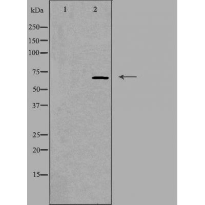 DF4042 staining Hela by IF/ICC. The sample were fixed with PFA and permeabilized in 0.1% Triton X-100,then blocked in 10% serum for 45 minutes at 25¡ãC. The primary antibody was diluted at 1/200 and incubated with the sample for 1 hour at 37¡ãC. An  Alexa Fluor 594 conjugated goat anti-rabbit IgG (H+L) Ab, diluted at 1/600, was used as the secondary antibod