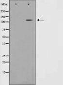 Western blot analysis on MOLT cell lysate using Phospho-Retinoblastoma(Thr826) Antibody.The lane on the left is treated with the antigen-specific peptide.