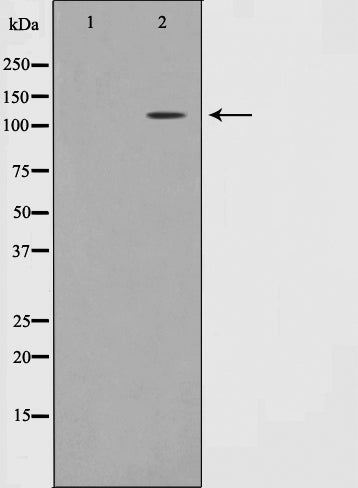 Western blot analysis on MOLT cell lysate using Phospho-Retinoblastoma(Thr826) Antibody.The lane on the left is treated with the antigen-specific peptide.