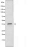 DF4053 at 1/100 staining Human prostate tissue by IHC-P. The sample was formaldehyde fixed and a heat mediated antigen retrieval step in citrate buffer was performed. The sample was then blocked and incubated with the antibody for 1.5 hours at 22¡ãC. An HRP conjugated goat anti-rabbit antibody was used as the secondary