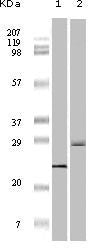 Figure 1: Western blot analysis using 4E-BP1 mouse mAb against truncated 4E-BP1 recombinant protein?1?and A431 cell lysate (2).