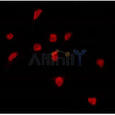 AF0031 staining A549 by IF/ICC. The sample were fixed with PFA and permeabilized in 0.1% Triton X-100,then blocked in 10% serum for 45 minutes at 25¡ãC. The primary antibody was diluted at 1/200 and incubated with the sample for 1 hour at 37¡ãC. An  Alexa Fluor 594 conjugated goat anti-rabbit IgG (H+L) Ab, diluted at 1/600, was used as the secondary antibod