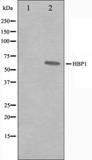 Western blot analysis on A549 cell lysate using HBP1 Antibody,The lane on the left is treated with the antigen-specific peptide.