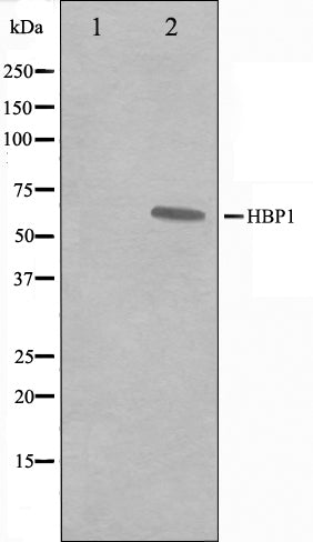 Western blot analysis on A549 cell lysate using HBP1 Antibody,The lane on the left is treated with the antigen-specific peptide.