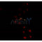 AF0338 staining A549 by IF/ICC. The sample were fixed with PFA and permeabilized in 0.1% Triton X-100,then blocked in 10% serum for 45 minutes at 25¡ãC. The primary antibody was diluted at 1/200 and incubated with the sample for 1 hour at 37¡ãC. An  Alexa Fluor 594 conjugated goat anti-rabbit IgG (H+L) Ab, diluted at 1/600, was used as the secondary antibod