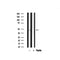 Western blot analysis on mouse brain lysate using DLX3 Antibody