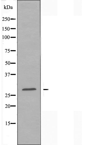 DF4395 staining MCF7 cells by IF/ICC. The sample were fixed with PFA and permeabilized in 0.1% Triton X-100,then blocked in 10% serum for 45 minutes at 25¡ãC. The primary antibody was diluted at 1/200 and incubated with the sample for 1 hour at 37¡ãC. An  Alexa Fluor 594 conjugated goat anti-rabbit IgG (H+L) antibody(Cat.# S0006), diluted at 1/600, was used as secondary antibod