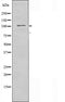 DF4425 staining NIH-3T3 cells by IF/ICC. The sample were fixed with PFA and permeabilized in 0.1% Triton X-100,then blocked in 10% serum for 45 minutes at 25¡ãC. The primary antibody was diluted at 1/200 and incubated with the sample for 1 hour at 37¡ãC. An  Alexa Fluor 594 conjugated goat anti-rabbit IgG (H+L) antibody(Cat.# S0006), diluted at 1/600, was used as secondary antibod