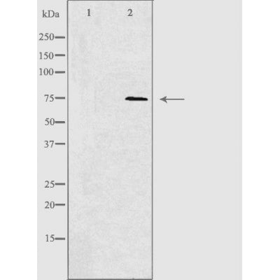 DF4427 at 1/100 staining Rat spleen tissue by IHC-P. The sample was formaldehyde fixed and a heat mediated antigen retrieval step in citrate buffer was performed. The sample was then blocked and incubated with the antibody for 1.5 hours at 22¡ãC. An HRP conjugated goat anti-rabbit antibody was used as the secondary