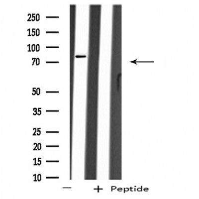 DF4433 staining A549 cells by IF/ICC. The sample were fixed with PFA and permeabilized in 0.1% Triton X-100,then blocked in 10% serum for 45 minutes at 25¡ãC. The primary antibody was diluted at 1/200 and incubated with the sample for 1 hour at 37¡ãC. An  Alexa Fluor 594 conjugated goat anti-rabbit IgG (H+L) antibody(Cat.# S0006), diluted at 1/600, was used as secondary antibod
