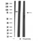 DF4433 staining A549 cells by IF/ICC. The sample were fixed with PFA and permeabilized in 0.1% Triton X-100,then blocked in 10% serum for 45 minutes at 25¡ãC. The primary antibody was diluted at 1/200 and incubated with the sample for 1 hour at 37¡ãC. An  Alexa Fluor 594 conjugated goat anti-rabbit IgG (H+L) antibody(Cat.# S0006), diluted at 1/600, was used as secondary antibod