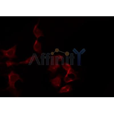 Western blot analysis of extracts from HepG2, using RRS1 Antibody.