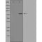 DF4443 staining HepG2 by IF/ICC. The sample were fixed with PFA and permeabilized in 0.1% Triton X-100,then blocked in 10% serum for 45 minutes at 25¡ãC. The primary antibody was diluted at 1/200 and incubated with the sample for 1 hour at 37¡ãC. An  Alexa Fluor 594 conjugated goat anti-rabbit IgG (H+L) Ab, diluted at 1/600, was used as the secondary antibod