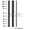 DF4446 staining HT29 cells by IF/ICC. The sample were fixed with PFA and permeabilized in 0.1% Triton X-100,then blocked in 10% serum for 45 minutes at 25¡ãC. The primary antibody was diluted at 1/200 and incubated with the sample for 1 hour at 37¡ãC. An  Alexa Fluor 594 conjugated goat anti-rabbit IgG (H+L) antibody(Cat.# S0006), diluted at 1/600, was used as secondary antibod