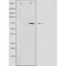 DF4450 staining A549 cells by IF/ICC. The sample were fixed with PFA and permeabilized in 0.1% Triton X-100,then blocked in 10% serum for 45 minutes at 25¡ãC. The primary antibody was diluted at 1/200 and incubated with the sample for 1 hour at 37¡ãC. An  Alexa Fluor 594 conjugated goat anti-rabbit IgG (H+L) antibody(Cat.