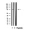 DF4471 staining  HepG2 cells by IF/ICC. The sample were fixed with PFA and permeabilized in 0.1% Triton X-100,then blocked in 10% serum for 45 minutes at 25¡ãC. The primary antibody was diluted at 1/200 and incubated with the sample for 1 hour at 37¡ãC. An  Alexa Fluor 594 conjugated goat anti-rabbit IgG (H+L) antibody(Cat.# S0006), diluted at 1/600, was used as secondary antibod