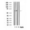 DF4482 staining  HuvEc cells by IF/ICC. The sample were fixed with PFA and permeabilized in 0.1% Triton X-100,then blocked in 10% serum for 45 minutes at 25¡ãC. The primary antibody was diluted at 1/200 and incubated with the sample for 1 hour at 37¡ãC. An  Alexa Fluor 594 conjugated goat anti-rabbit IgG (H+L) antibody(Cat.# S0006), diluted at 1/600, was used as secondary antibod