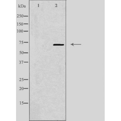 DF4483 staining  Hela cells by IF/ICC. The sample were fixed with PFA and permeabilized in 0.1% Triton X-100,then blocked in 10% serum for 45 minutes at 25¡ãC. The primary antibody was diluted at 1/200 and incubated with the sample for 1 hour at 37¡ãC. An  Alexa Fluor 594 conjugated goat anti-rabbit IgG (H+L) antibody(Cat.# S0006), diluted at 1/600, was used as secondary antibod