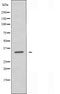 DF4498 staining 293 by IF/ICC. The sample were fixed with PFA and permeabilized in 0.1% Triton X-100,then blocked in 10% serum for 45 minutes at 25¡ãC. The primary antibody was diluted at 1/200 and incubated with the sample for 1 hour at 37¡ãC. An  Alexa Fluor 594 conjugated goat anti-rabbit IgG (H+L) Ab, diluted at 1/600, was used as the secondary antibod